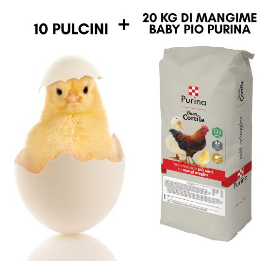 Pulcini di Gallina + 20 Kg di Mangime