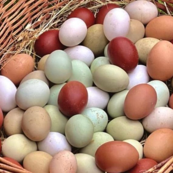 pulcini di razze ornamentali