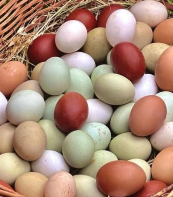 pulcini di razze ornamentali