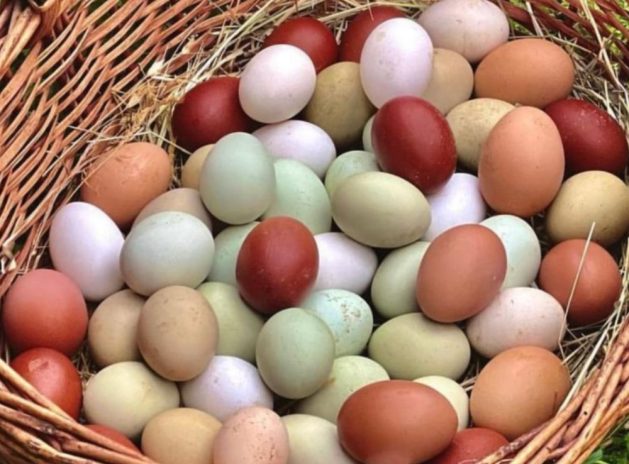 pulcini di razze ornamentali