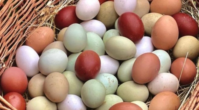 pulcini di razze ornamentali