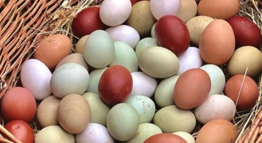 pulcini di razze ornamentali