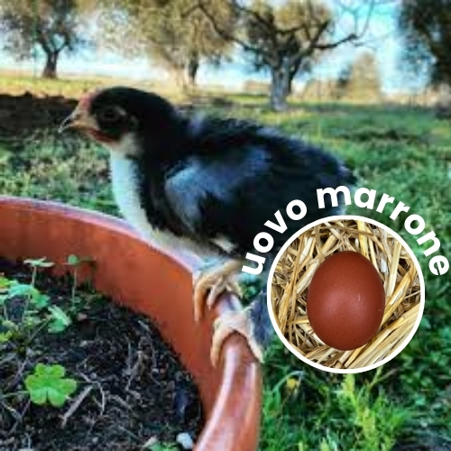 Pulcino di Marans