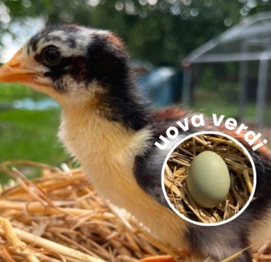 Pulcino di Olive Egger