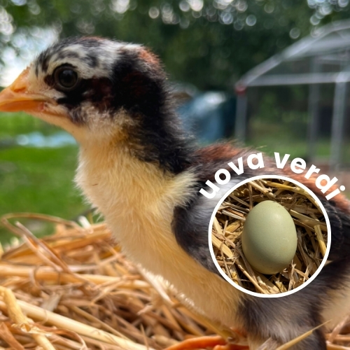Pulcino di Olive Egger