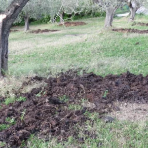 quando concimare l'olivo