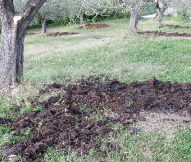 quando concimare l'olivo