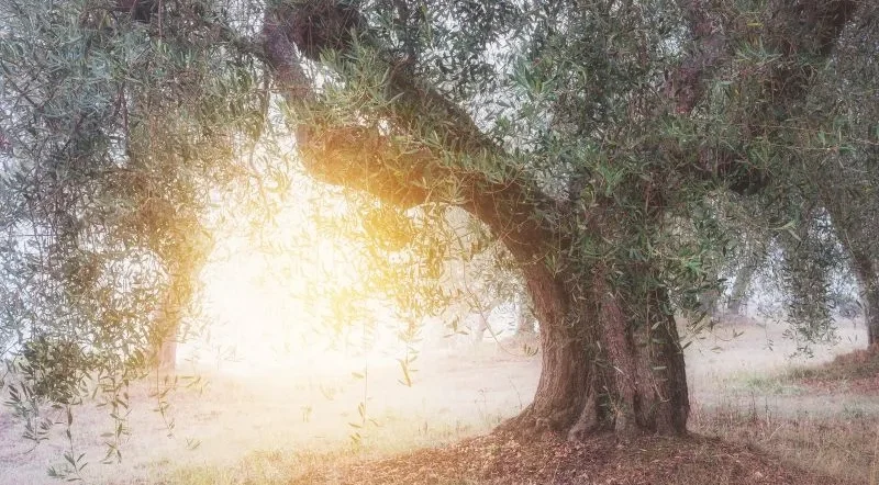 quando concimare l'olivo prima della fioritura