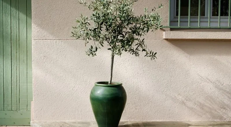 quando concimare l'olivo in vaso