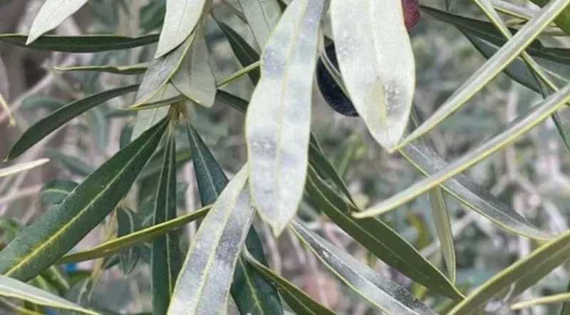 quando dare il rame all'olivo per prevenire la cercosporiosi