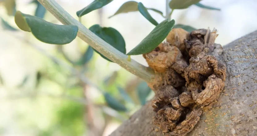 quando trattare l'olivo dalla rogna