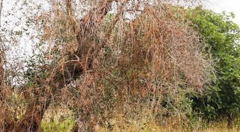 olivi secchi dalla rogna dell'olivo