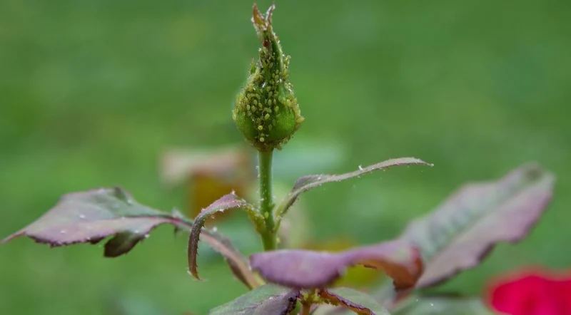 rosa con insetti sul bocciolo chiuso