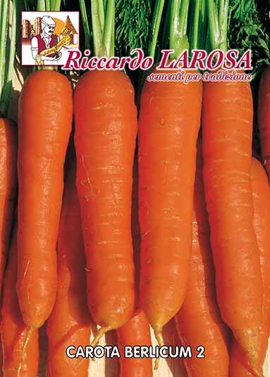 Semi di Carota Berlicum