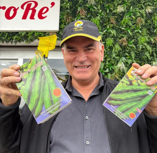 Semi di Fave da Piantare