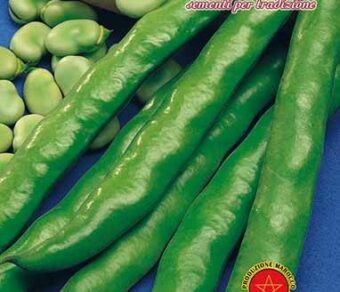 Semi di Fave da Piantare