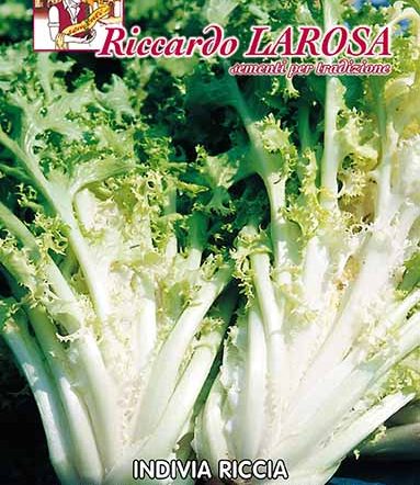 Semi di indivia riccia Pancalieri