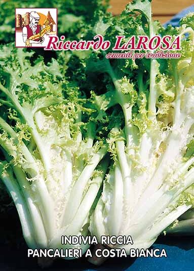 Semi di indivia riccia Pancalieri