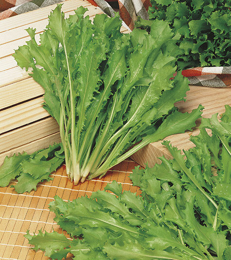 Semi di Indivia Riccia Romanesca