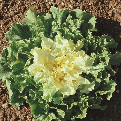 Semi di Indivia Scarola Full Heart