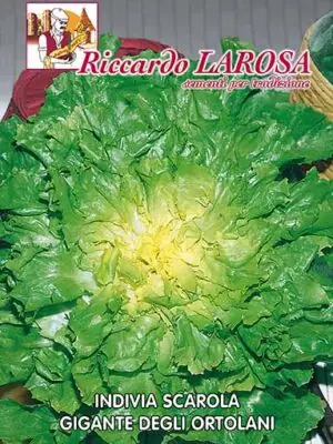 Semi di Indivia Scarola Gigante – Ricca di Benefici