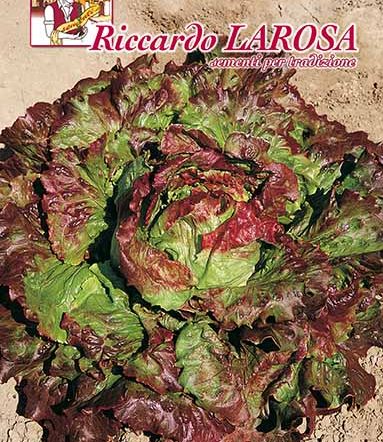 Semi di lattuga canasta