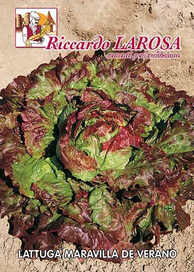 Semi di lattuga canasta