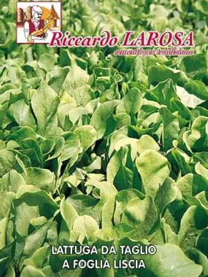 Semi di lattuga da taglio