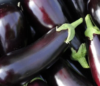 Semi di melanzana lunga