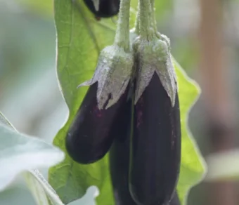 Semi di melanzana lunga