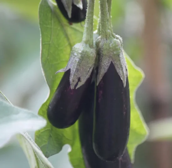 Semi di melanzana lunga