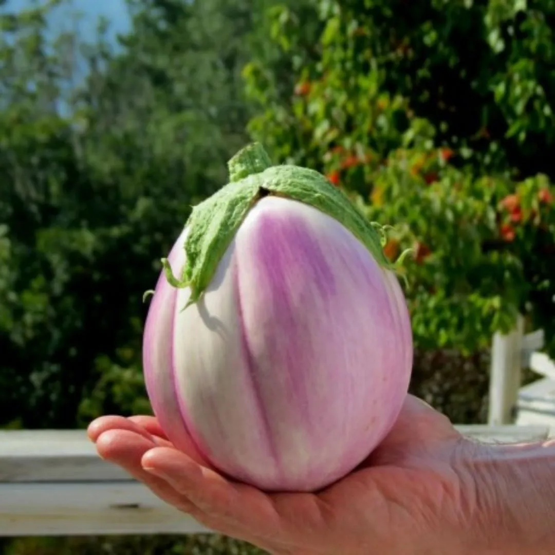 Semi di melanzana tonda rosa