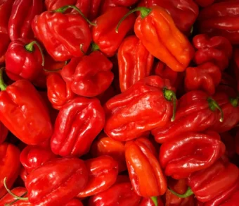 Semi di peperone quadrato rosso