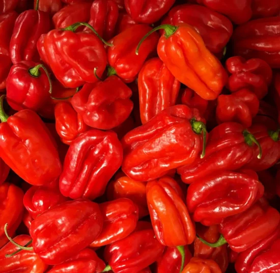 Semi di peperone quadrato rosso