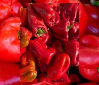 Semi di peperone quadrato rosso