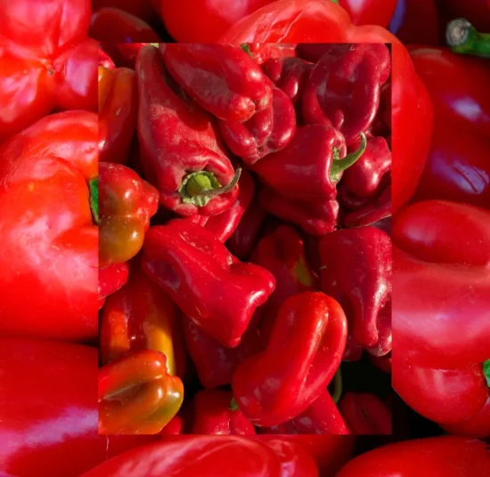 Semi di peperone quadrato rosso