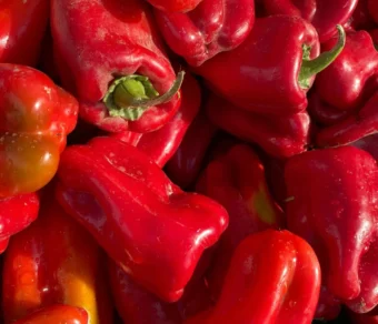 Semi di peperone quadrato rosso