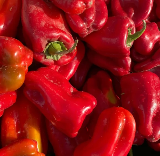 Semi di peperone quadrato rosso