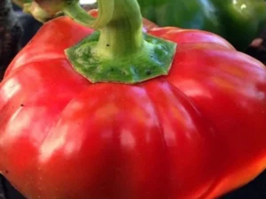 Semi di peperone topepo rosso