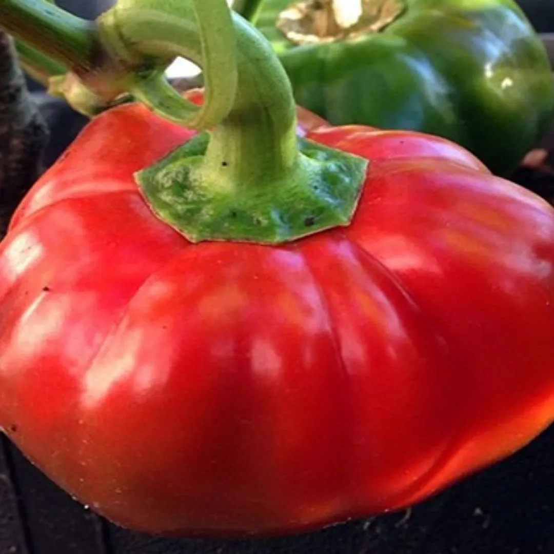Semi di peperone topepo rosso