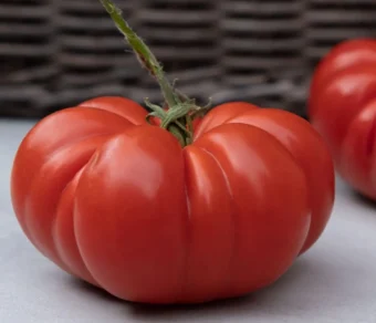 Semi di pomodoro Cuore di Bue