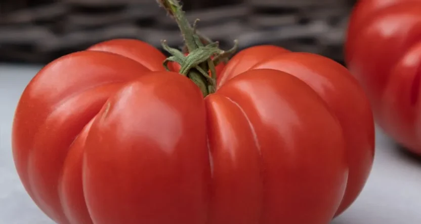 semi di pomodoro cuore di bue frutto