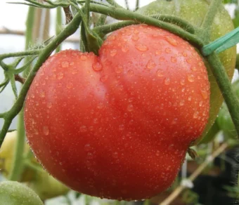 Semi di pomodoro Cuore di Bue