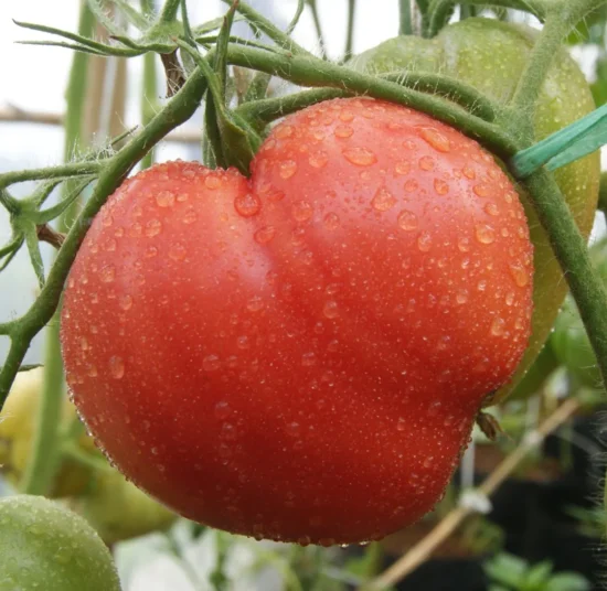 Semi di pomodoro Cuore di Bue