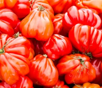 Semi di pomodoro Cuore di Bue