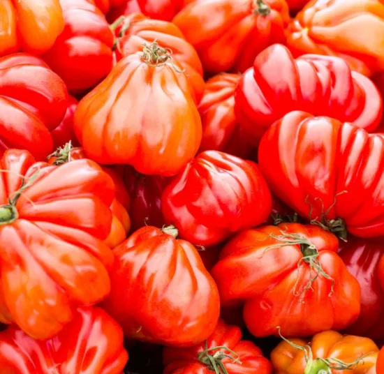 Semi di pomodoro Cuore di Bue