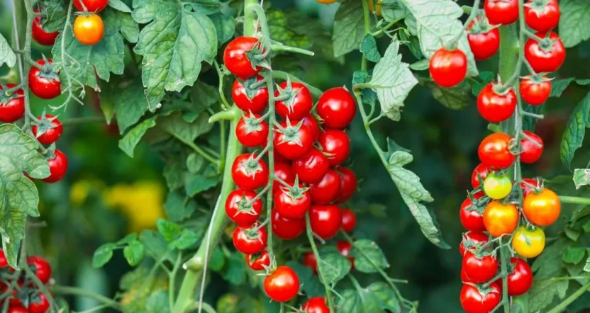 semi di pomodoro datterino