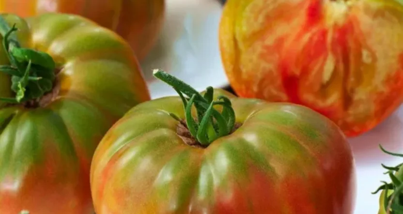 semi di pomodoro pantano romanesco