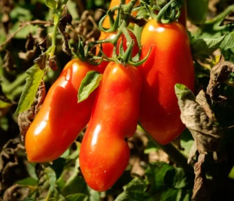 Semi di Pomodoro San Marzano