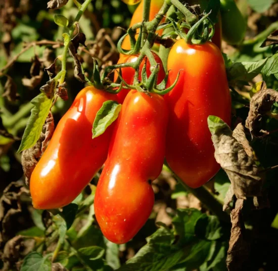 Semi di Pomodoro San Marzano